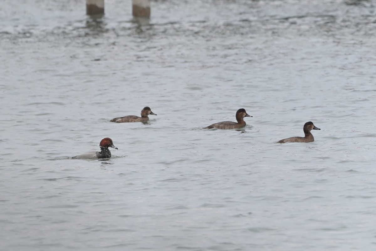 アメリカホシハジロ - ML647436061