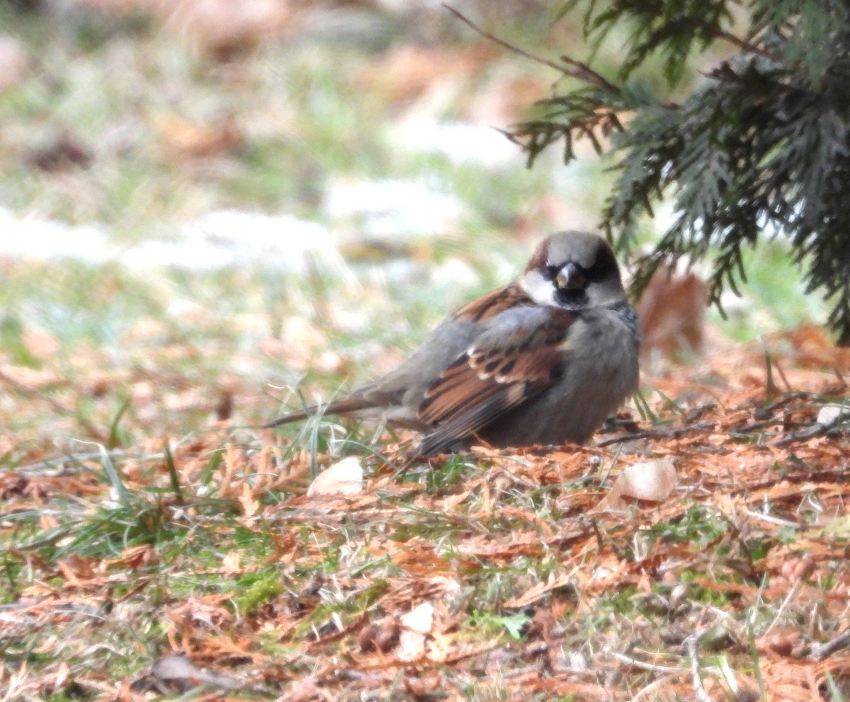 イエスズメ - ML647436062