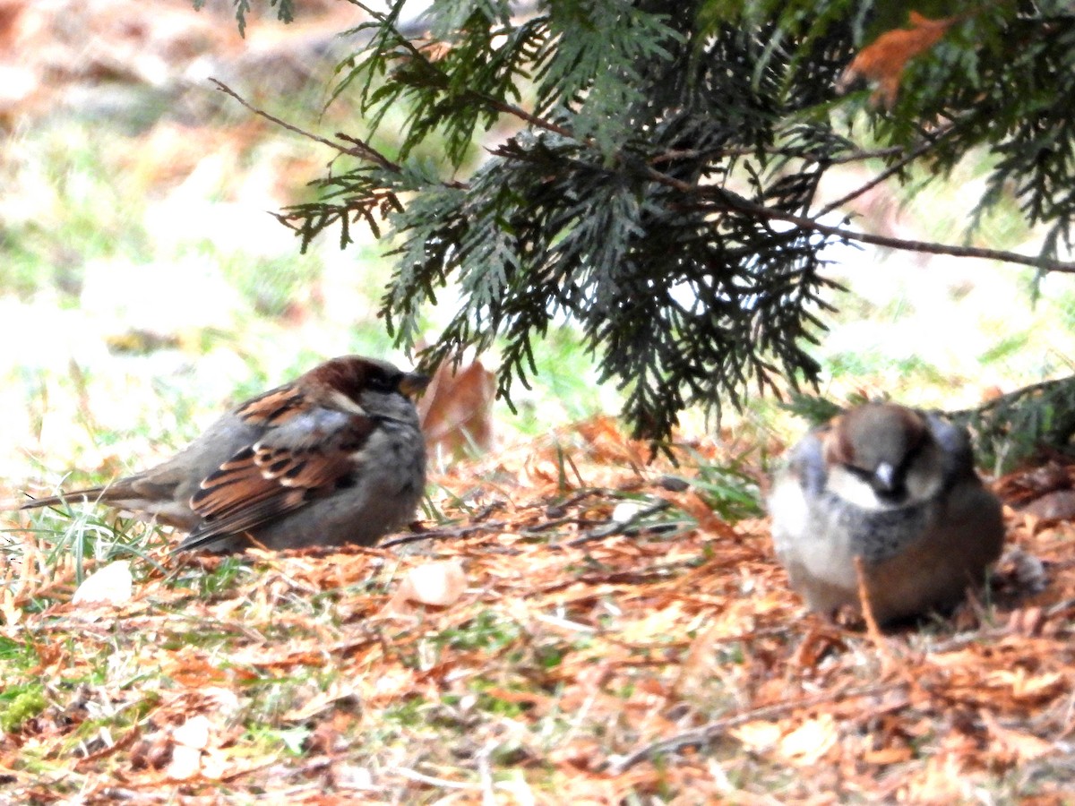 イエスズメ - ML647436063