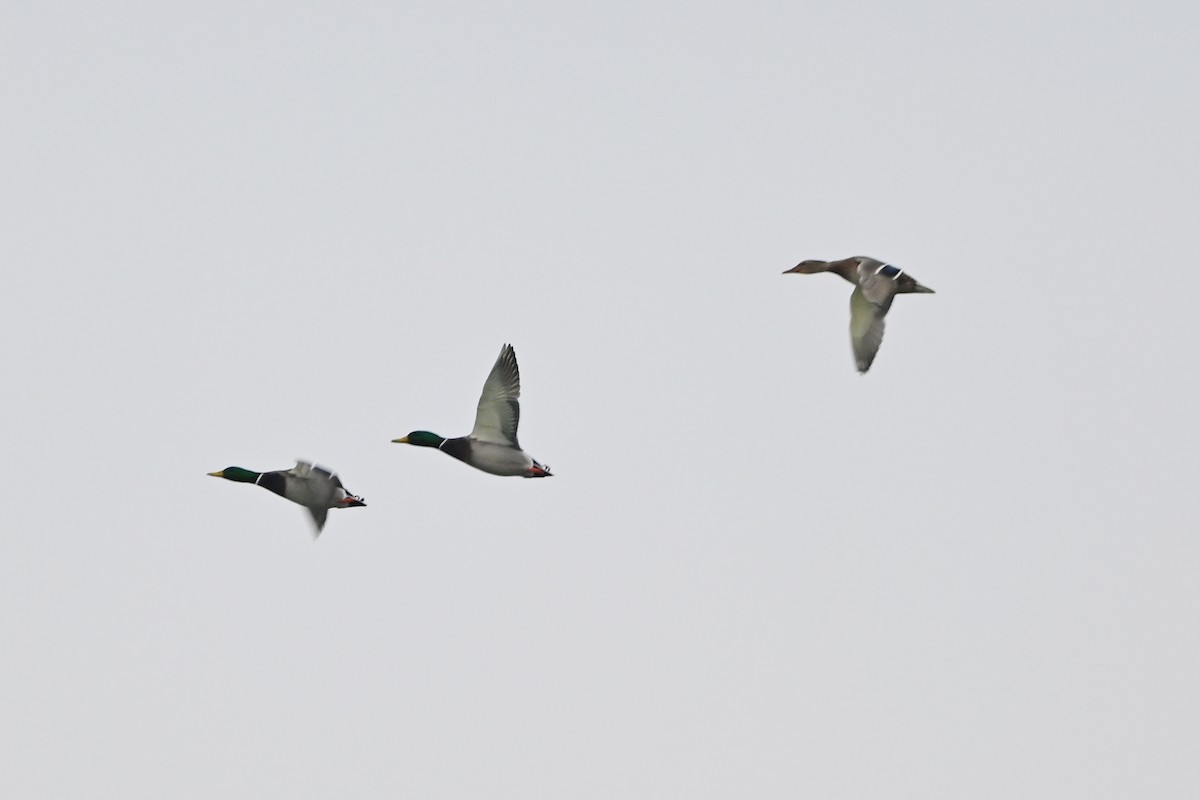 マガモ - ML647436064