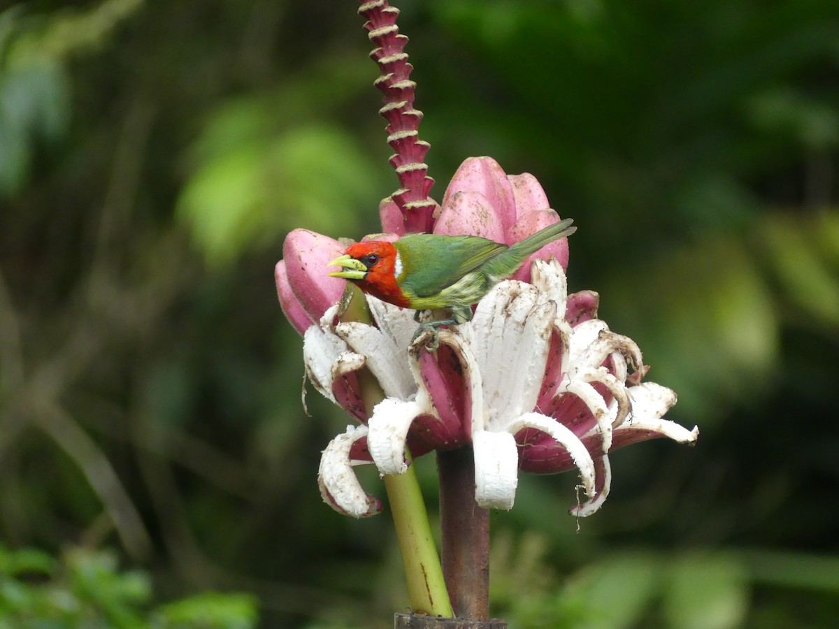 ズアカゴシキドリ - ML647436070