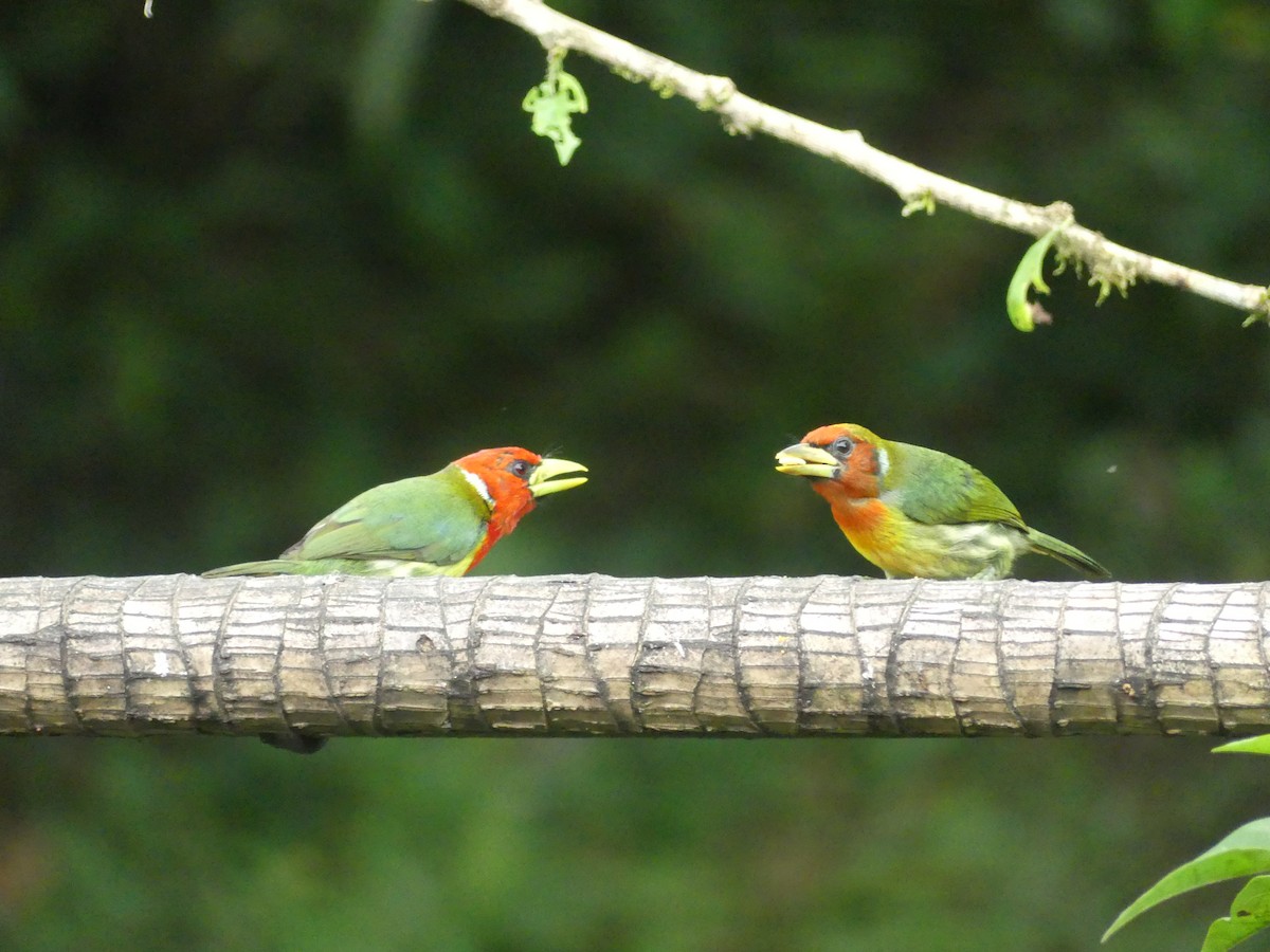 ズアカゴシキドリ - ML647436071