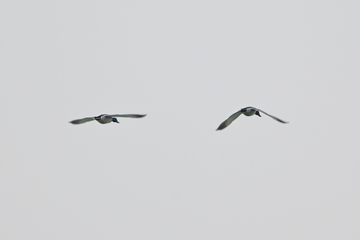 マガモ - ML647436072