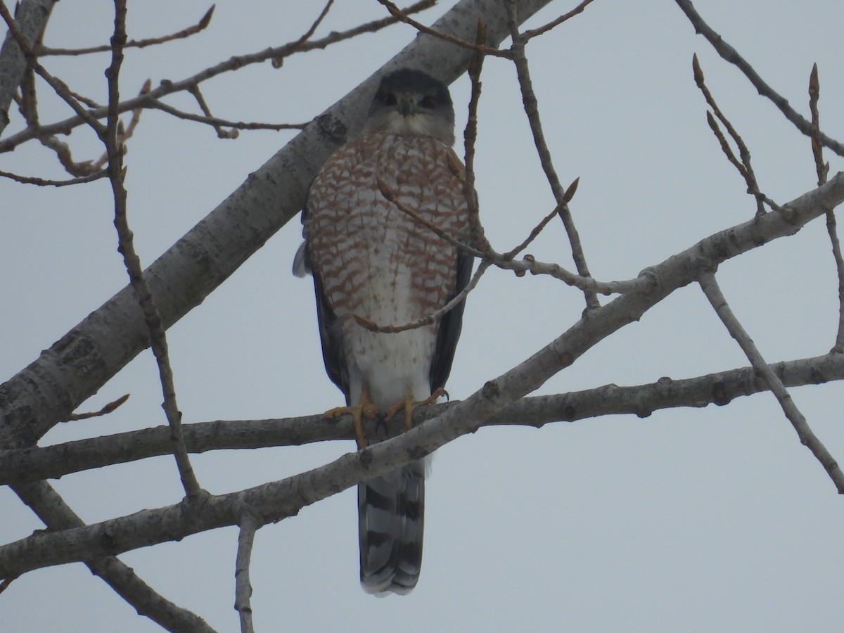 アシボソハイタカ - ML647436077