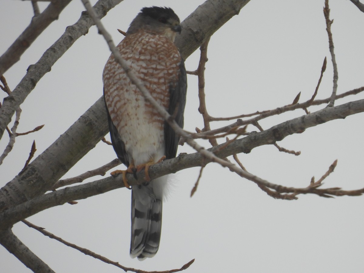 アシボソハイタカ - ML647436078