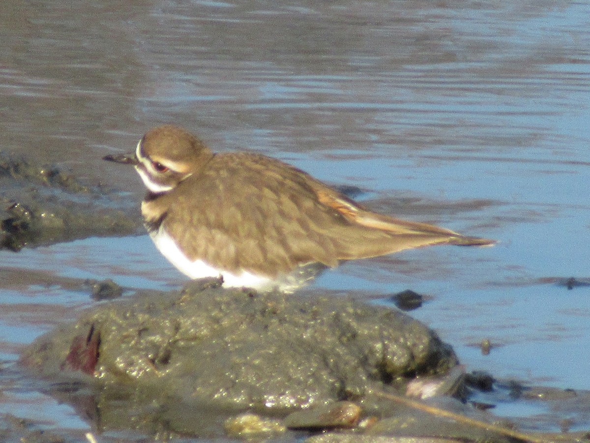 フタオビチドリ - ML647436080