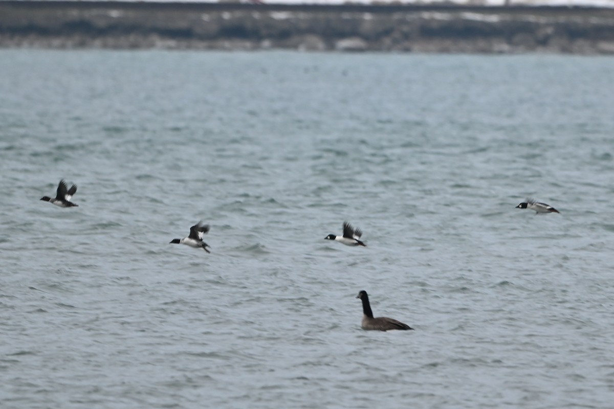 ホオジロガモ - ML647436081