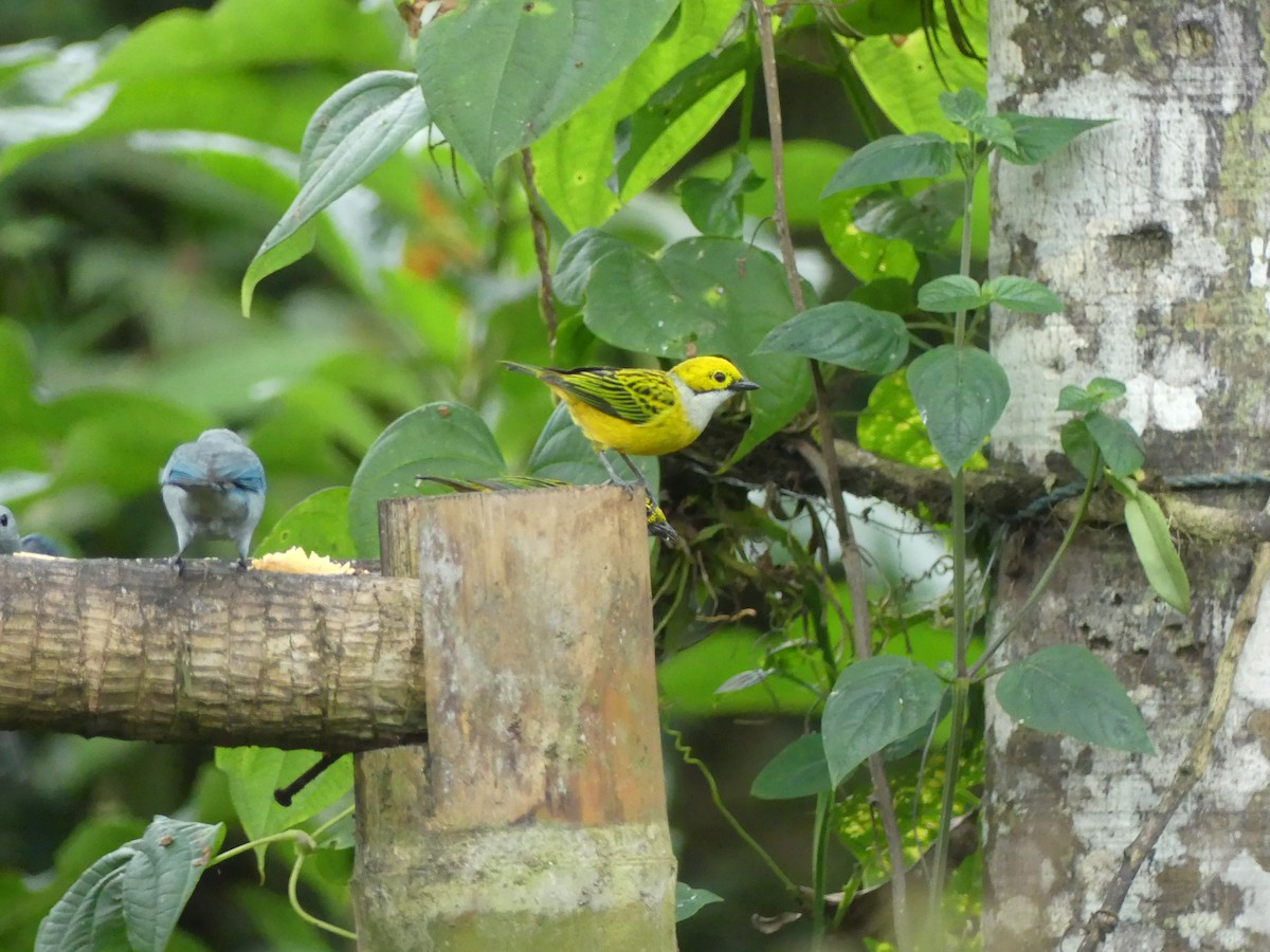 ギンノドフウキンチョウ - ML647436083