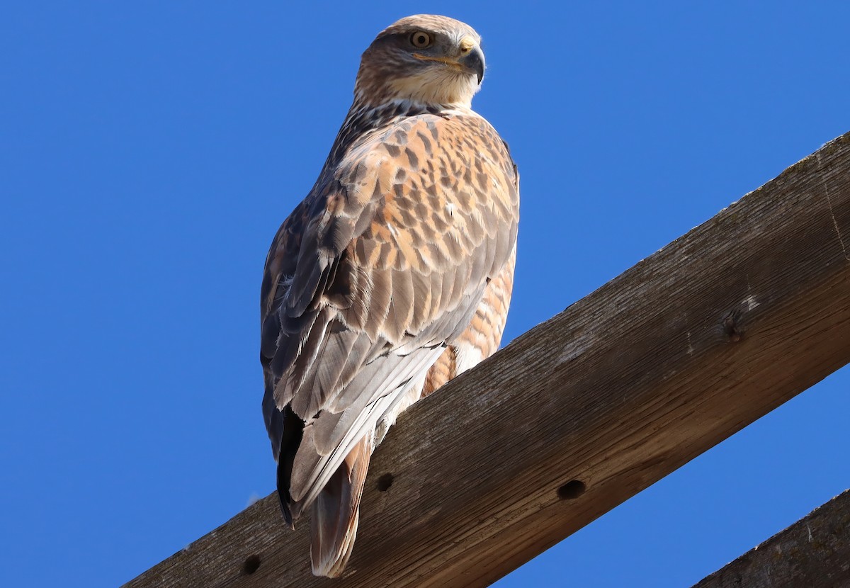 アカケアシノスリ - ML647436086