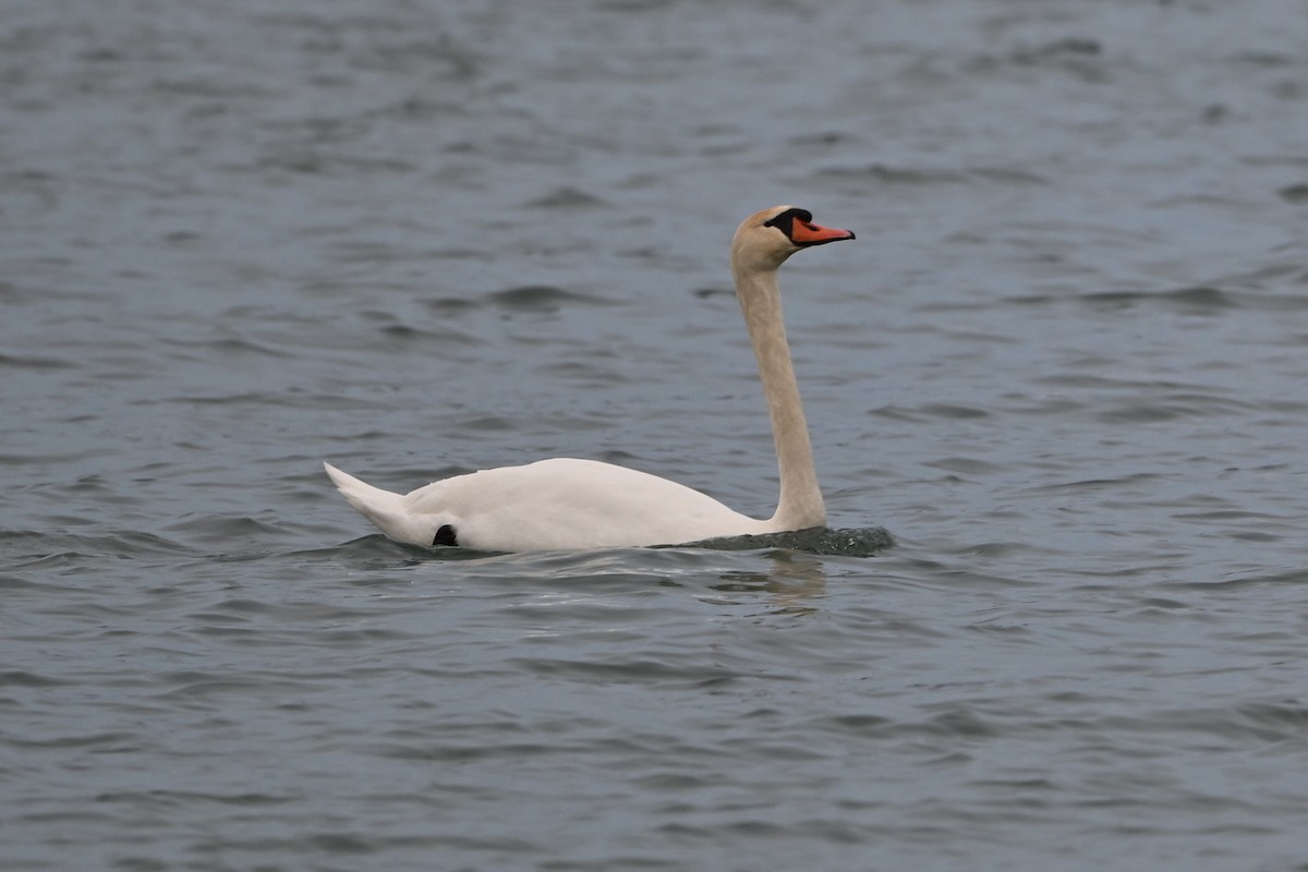 コブハクチョウ - ML647436087