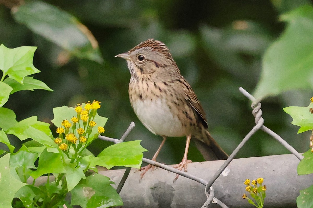 ヒメウタスズメ - ML647436091