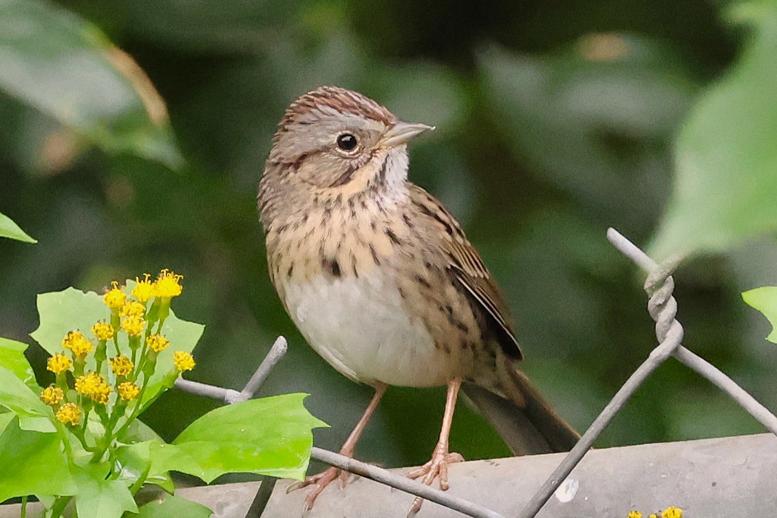 ヒメウタスズメ - ML647436092