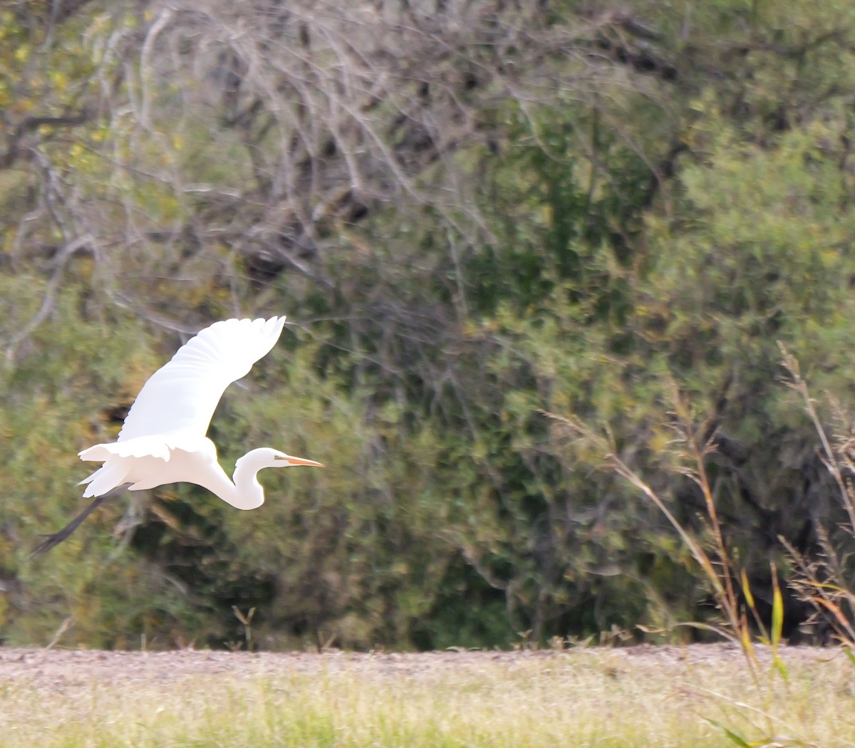 ダイサギ - ML647436094