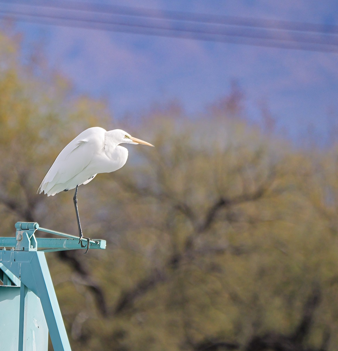 ダイサギ - ML647436095