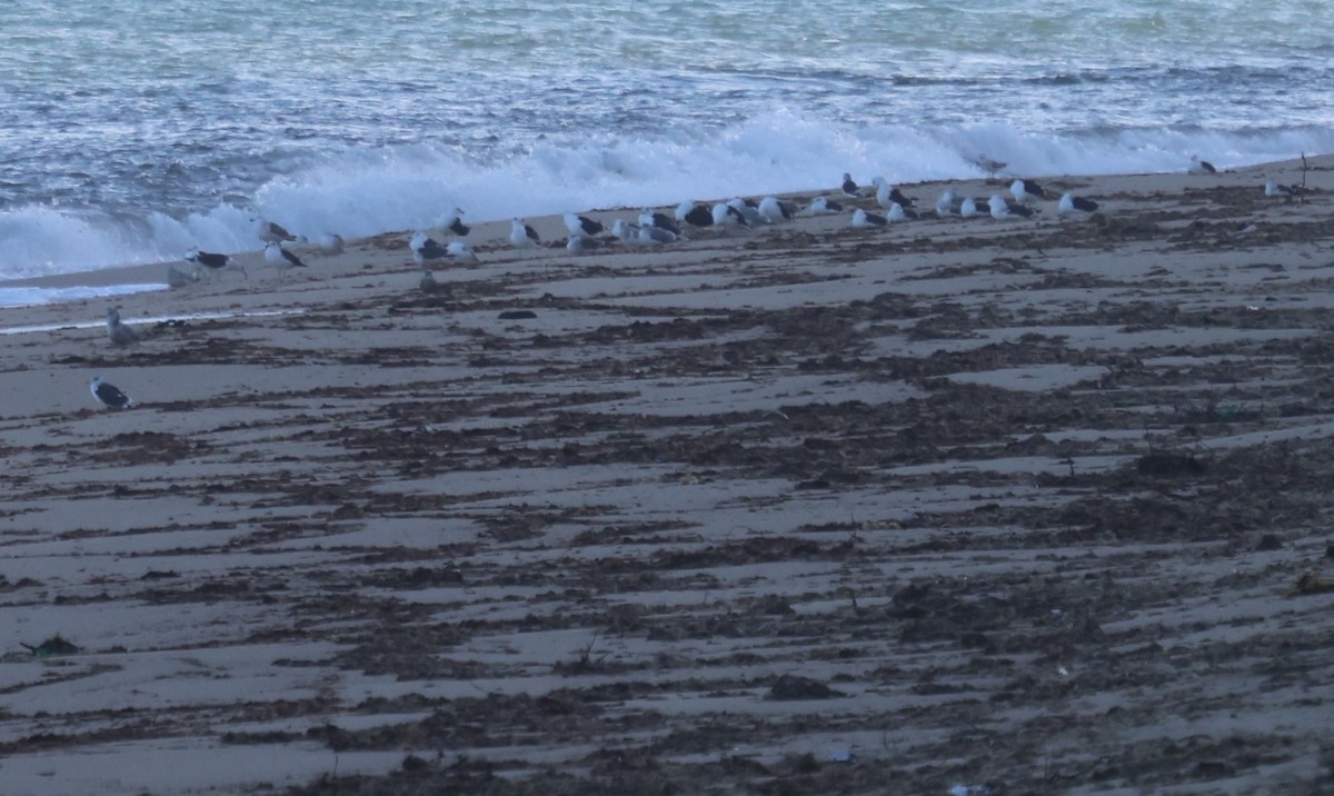 カモメ亜科 - ML647436098