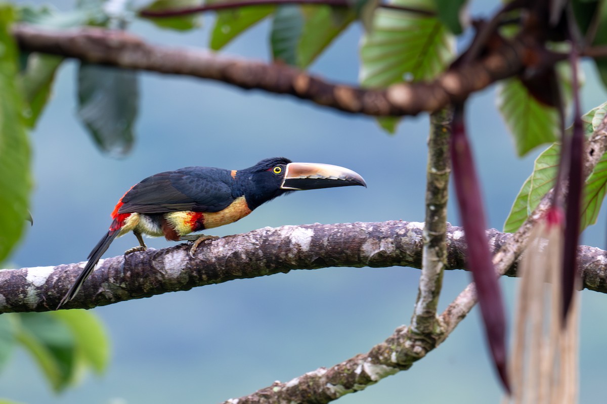 Collared Aracari - ML647436115