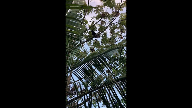 Crested Guan - ML647436124