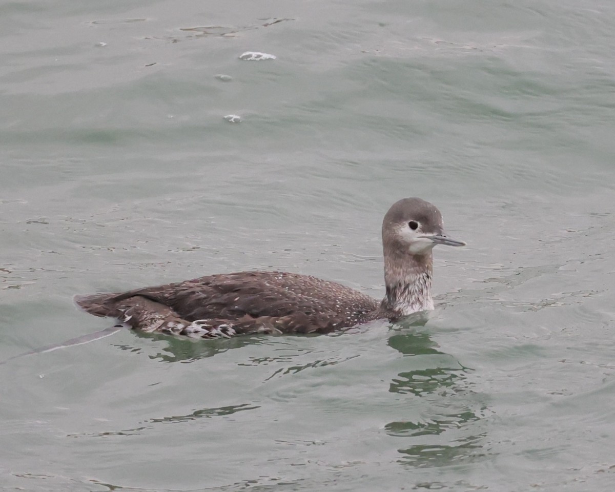 Plongeon catmarin - ML647436148