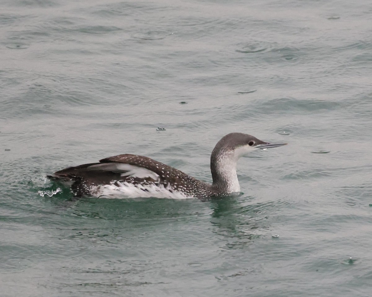 Plongeon catmarin - ML647436163