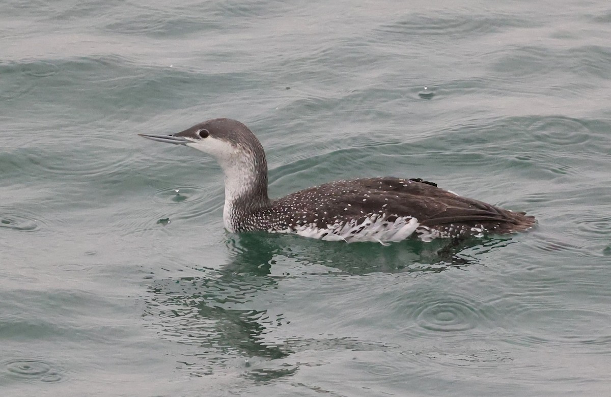 Plongeon catmarin - ML647436167