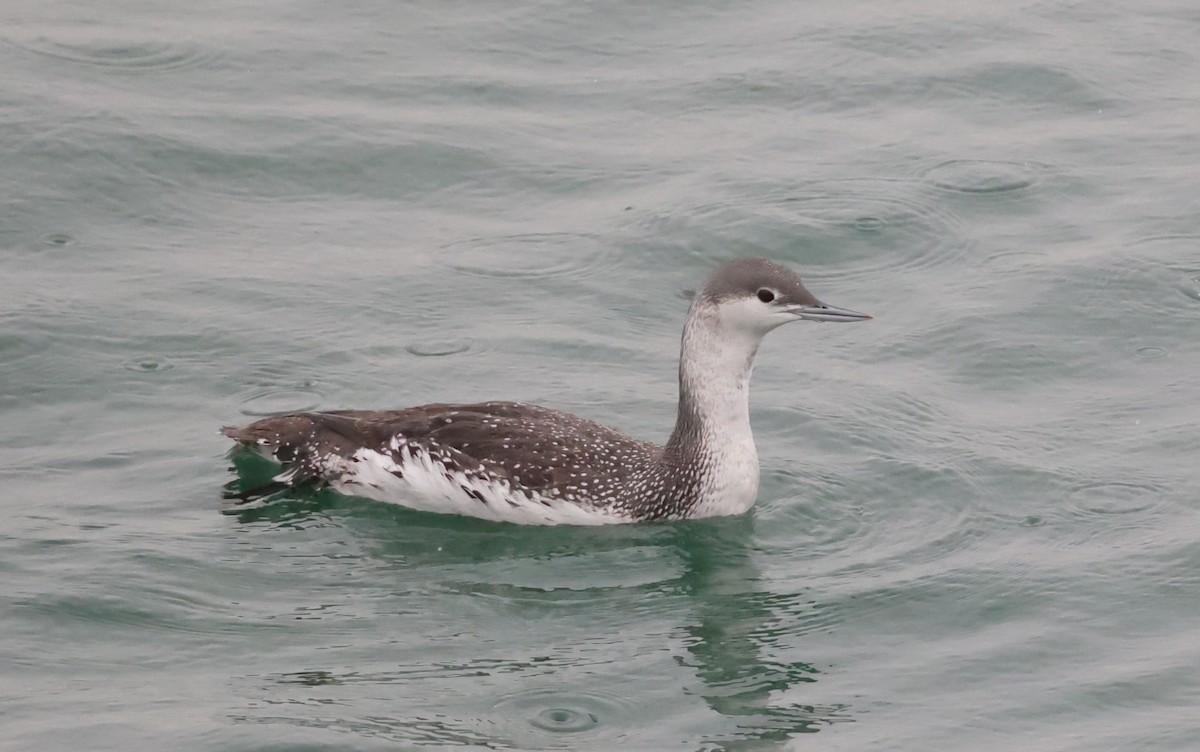 Aliota txikia - ML647436181