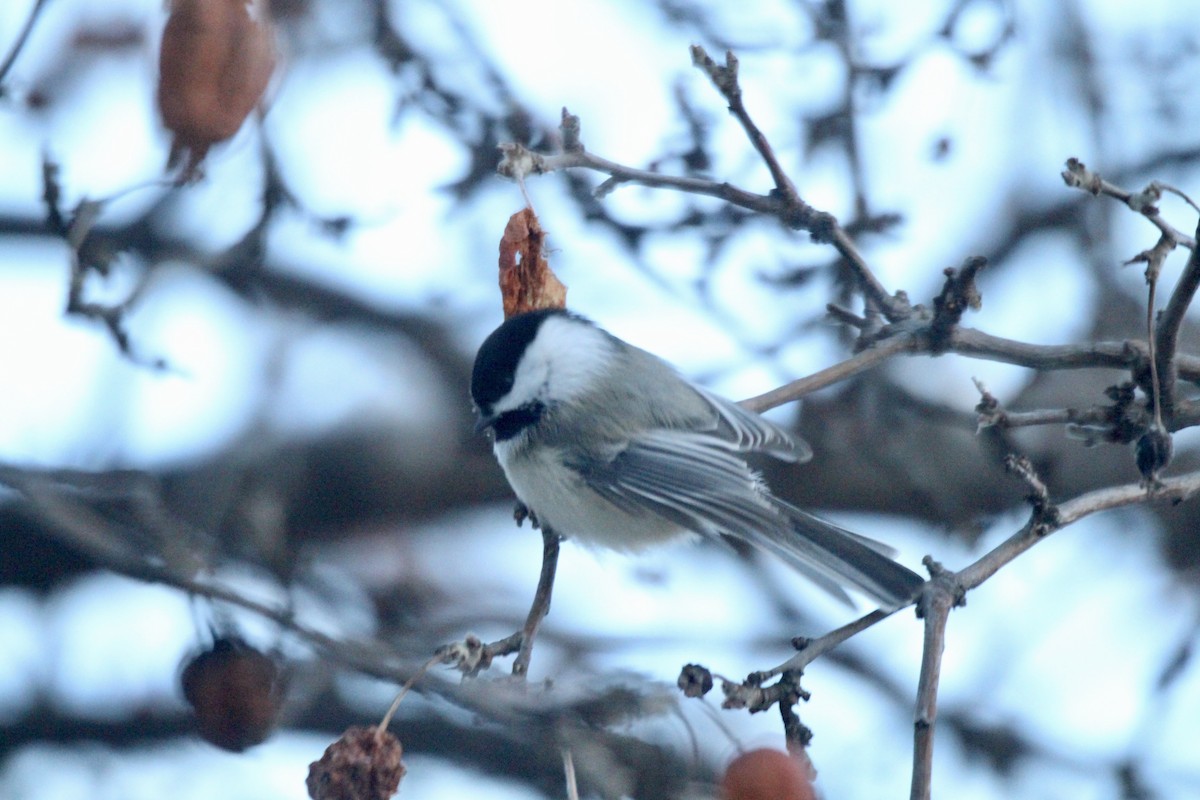 Black-capped Chickadee - ML647436184