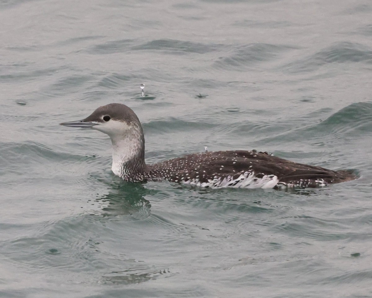 Aliota txikia - ML647436190