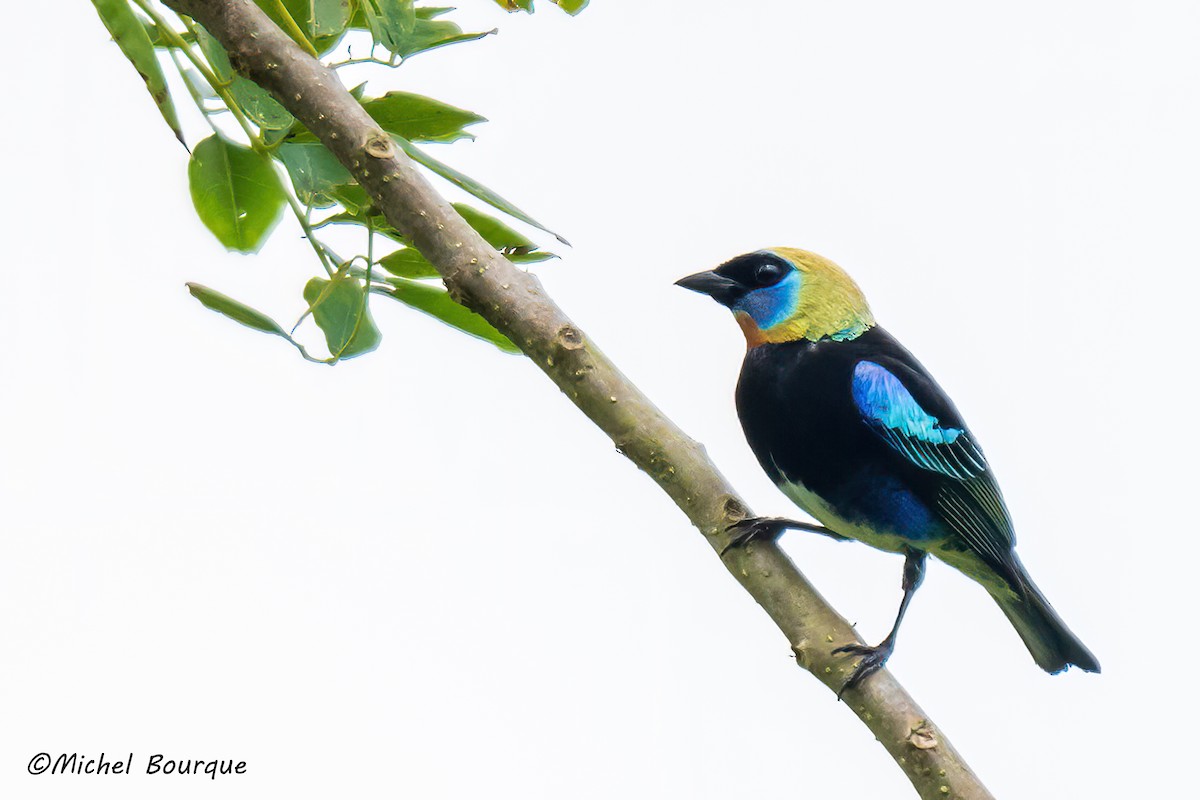 Golden-hooded Tanager - ML647436193