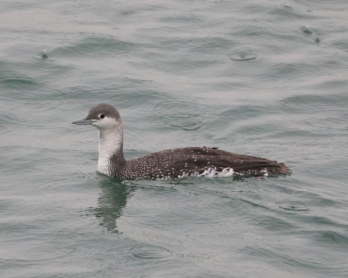 Aliota txikia - ML647436199