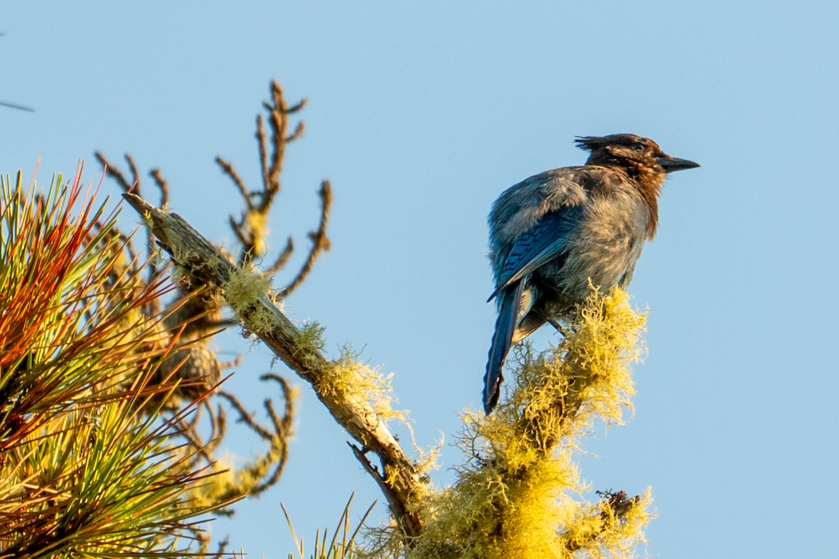 Steller Kargası - ML647436216