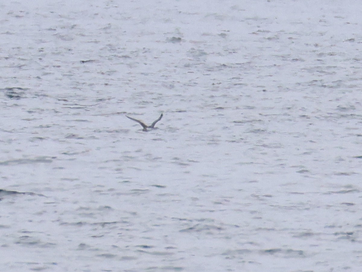 Plongeon catmarin - ML647436217