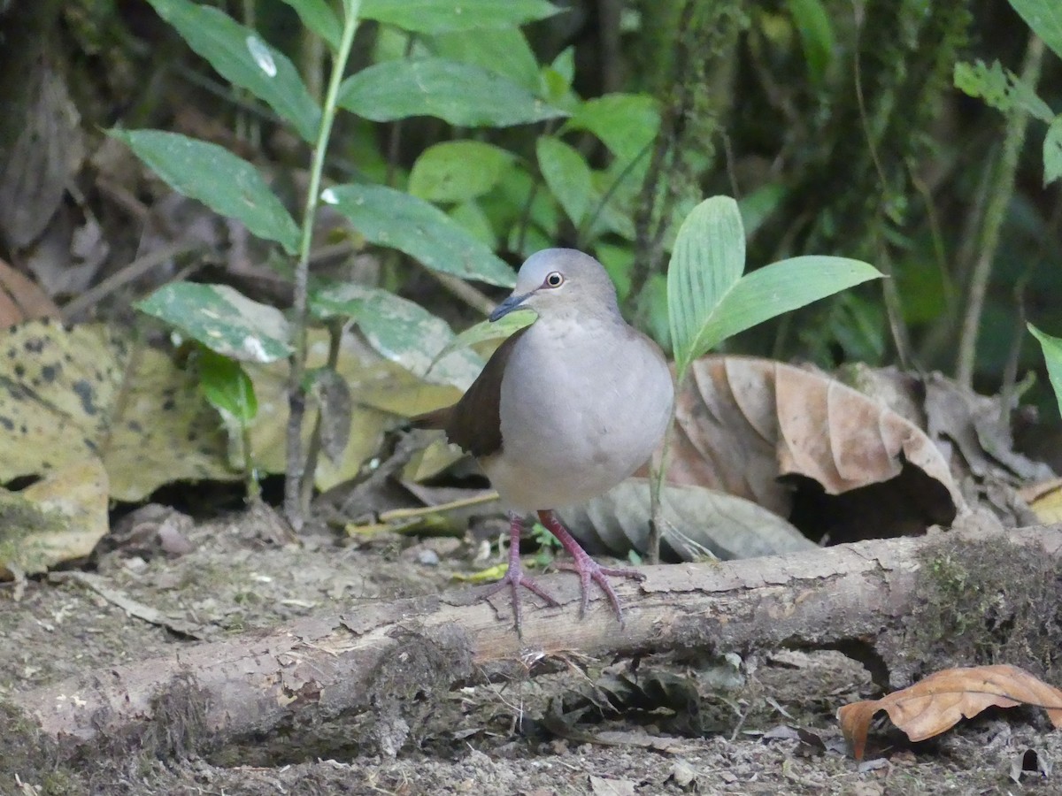 Pallid Dove - ML647436224
