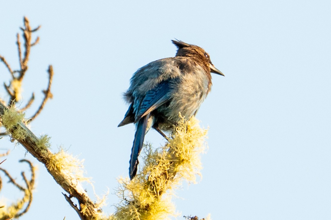 Steller Kargası - ML647436225