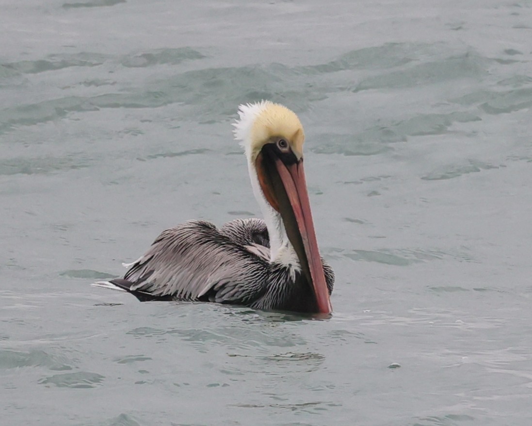 Pelikano arrea - ML647436229