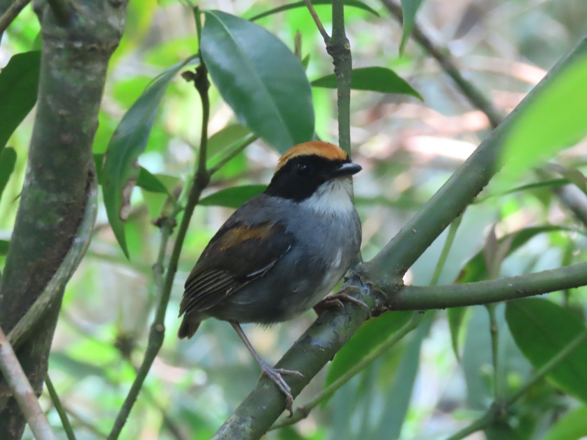 Black-cheeked Gnateater - ML647436233