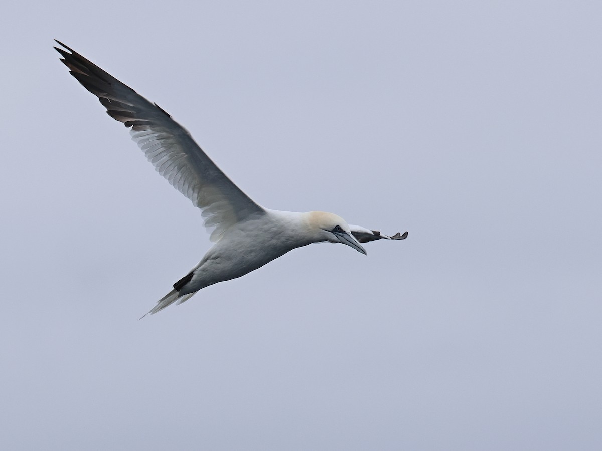 סולה מצויה - ML647436254