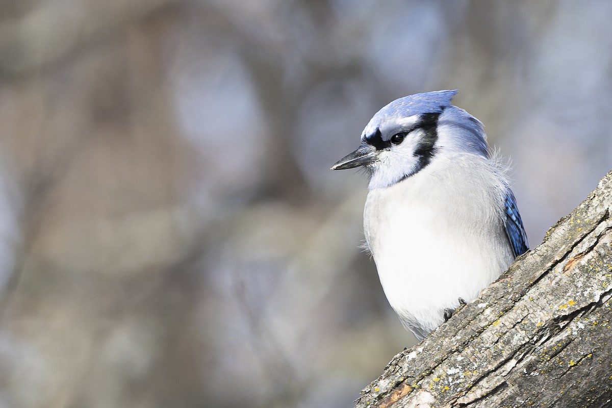 Blue Jay - ML647436255