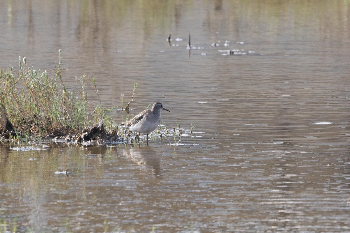 vodouš bahenní - ML647436344