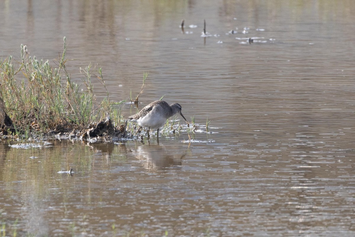 vodouš bahenní - ML647436345