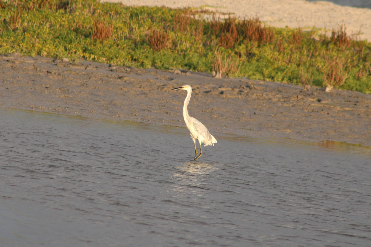 Трёхцветная x Снежная цапля (гибрид) - ML647436351
