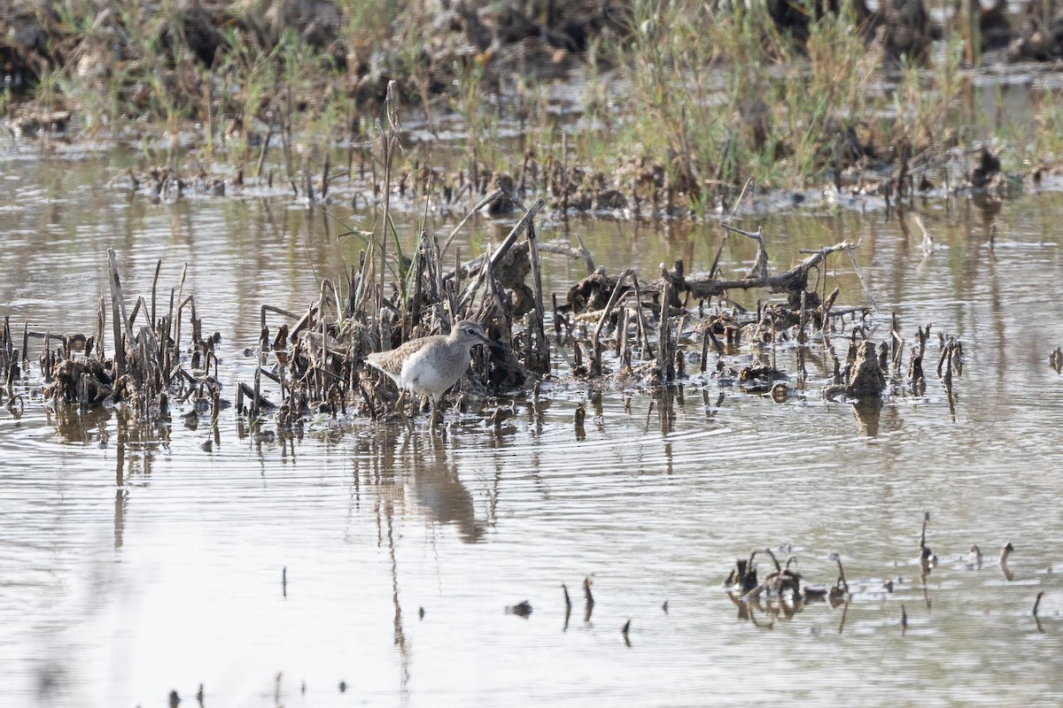vodouš bahenní - ML647436358