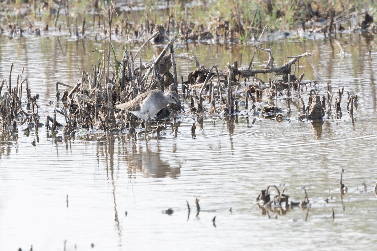 vodouš bahenní - ML647436359