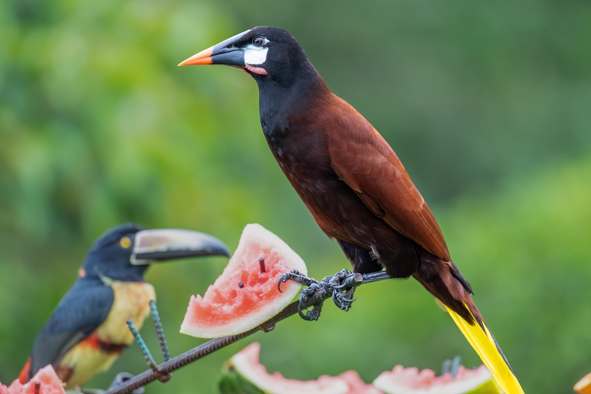 Montezuma Oropendola - ML647436382