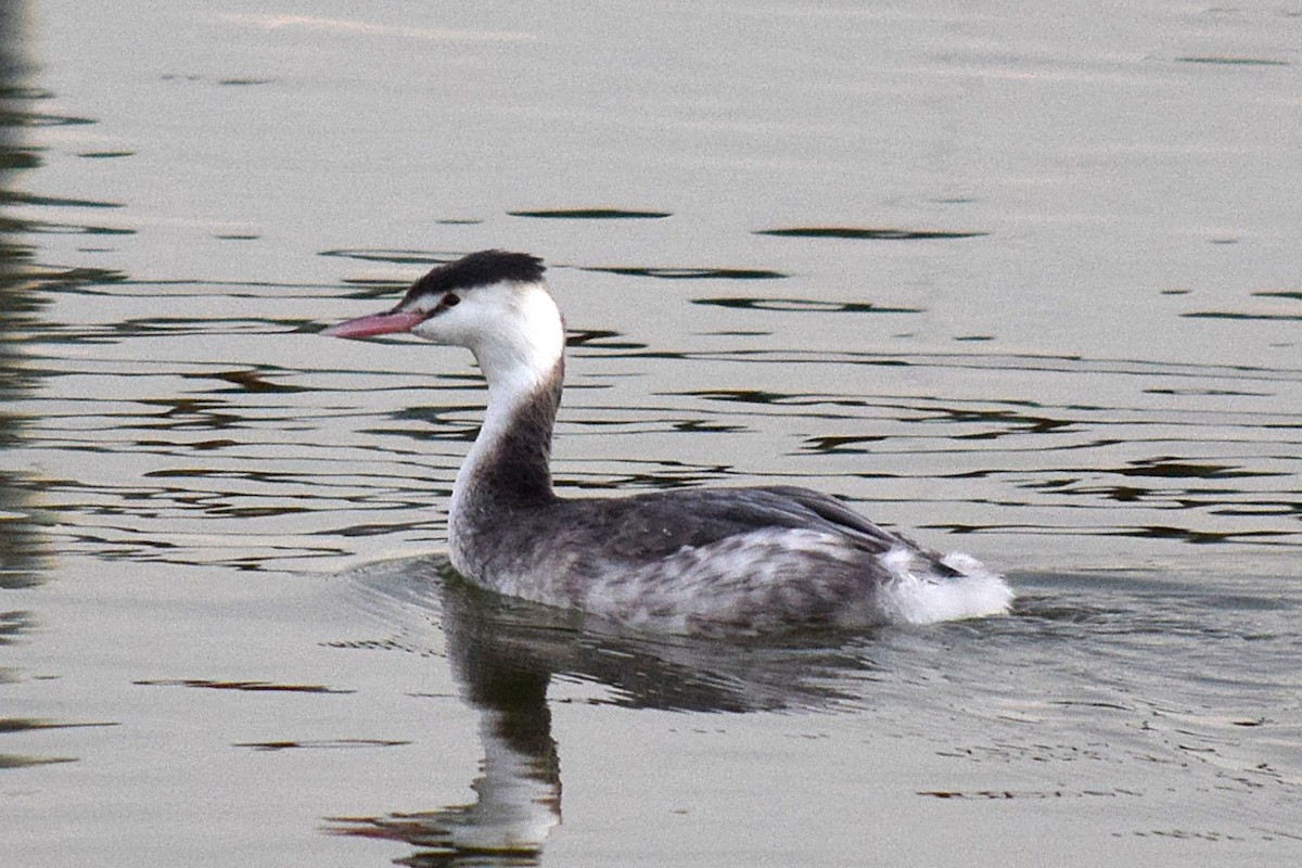 Пірникоза велика - ML647436398