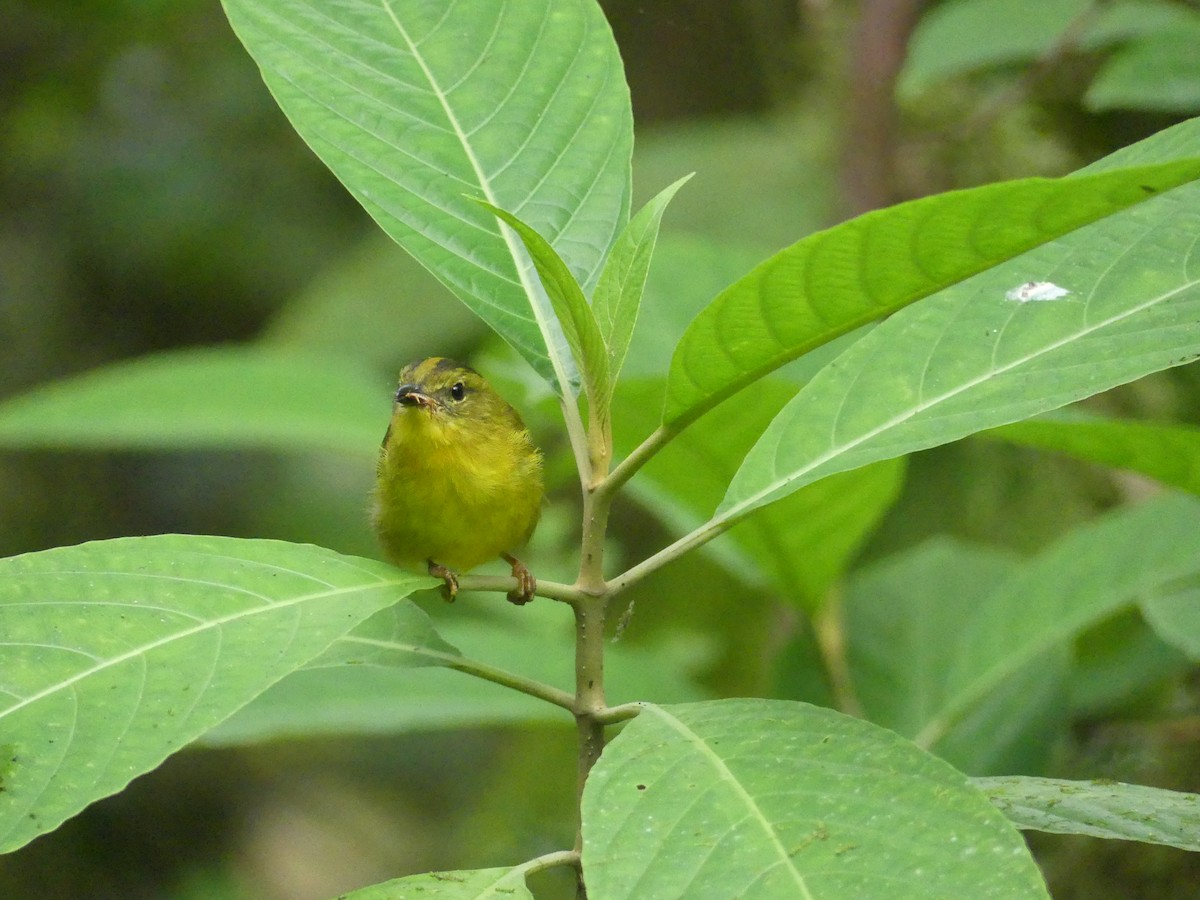 Choco Warbler - ML647436408