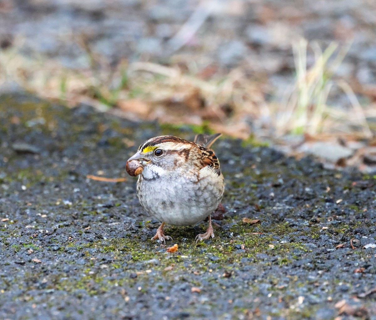 White-throated Sparrow - ML647436412