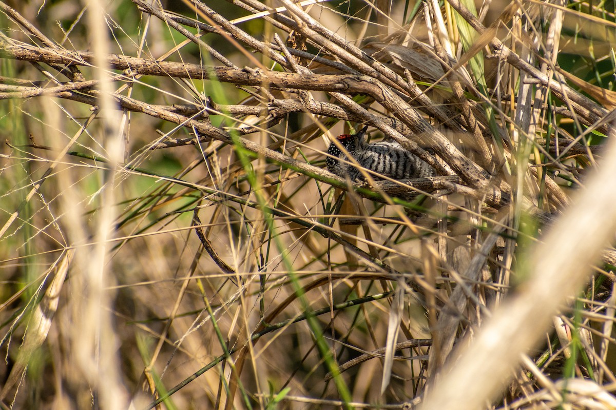 White-barred Piculet - ML647436418