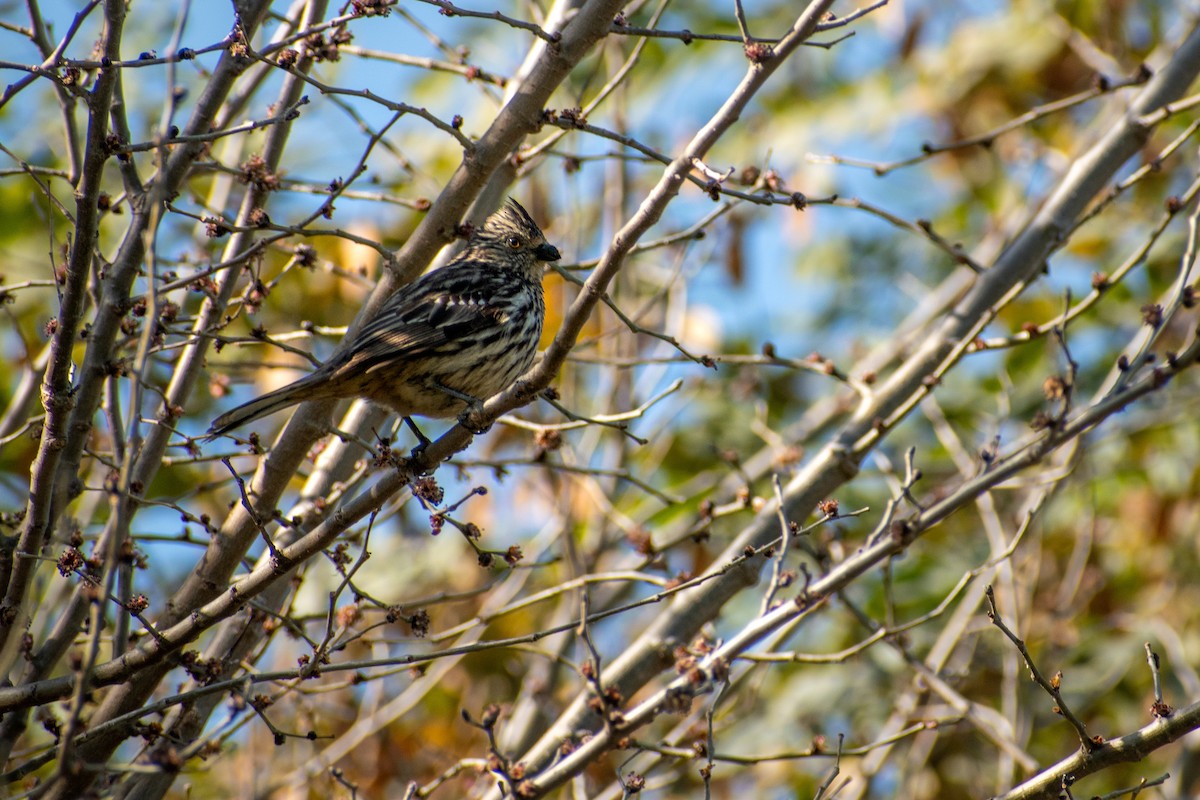 White-tipped Plantcutter - ML647436427