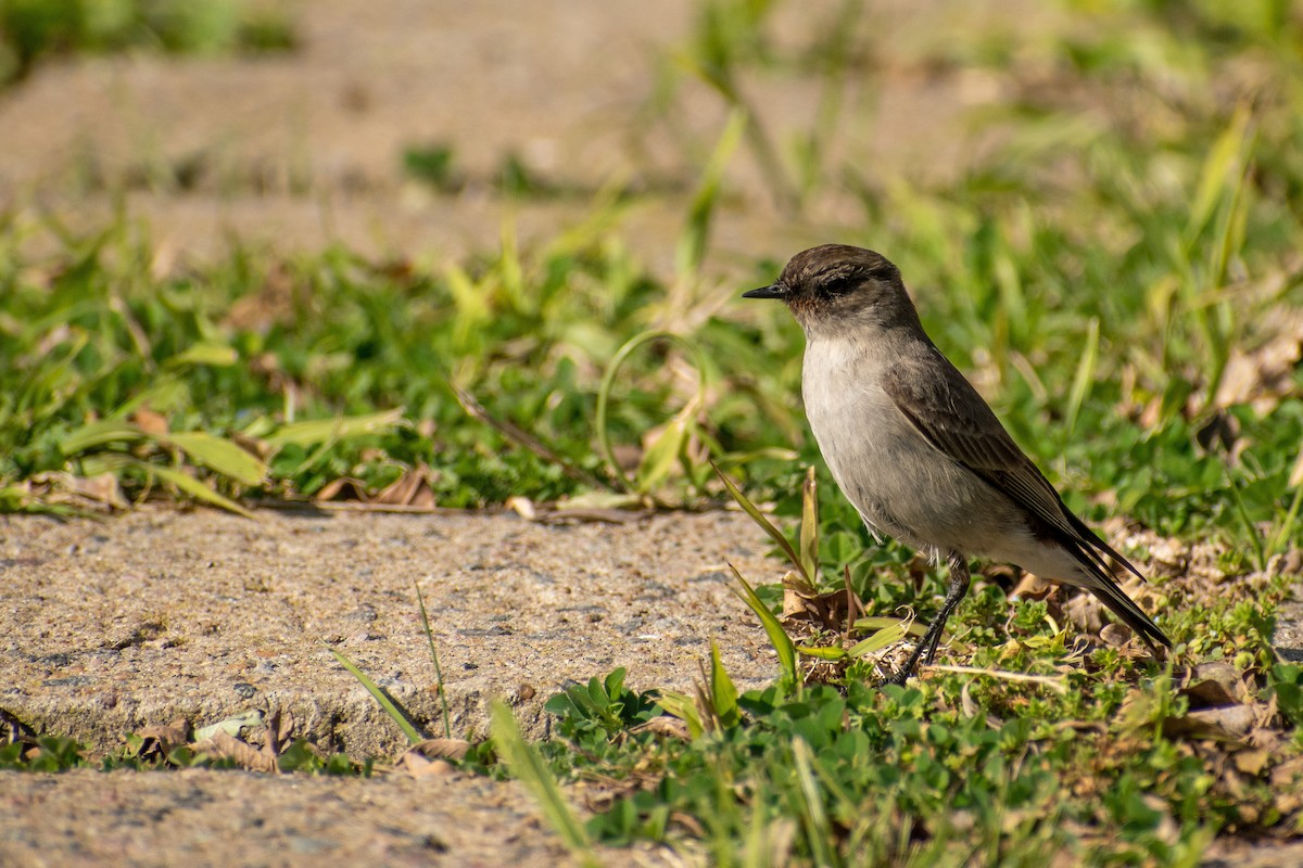 Dormilona Carinegra - ML647436431