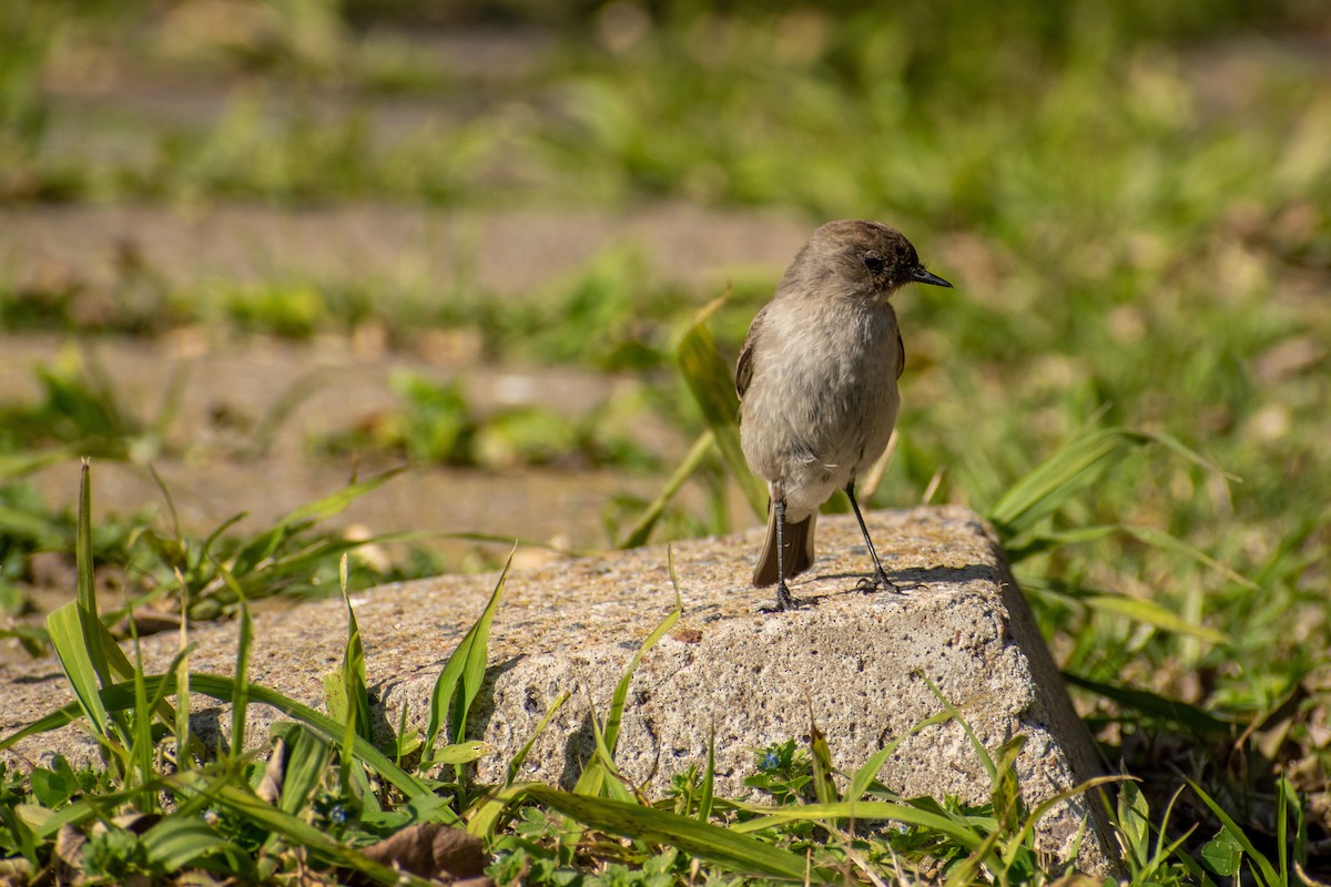 Dormilona Carinegra - ML647436432